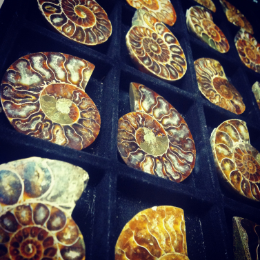 Ammonites Ammonites